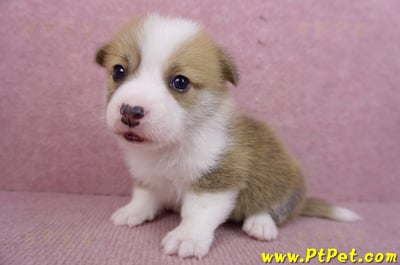 07/09雙色柯基犬公幼犬5