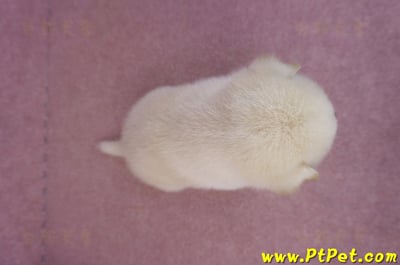 09/11白色柴犬公幼犬7
