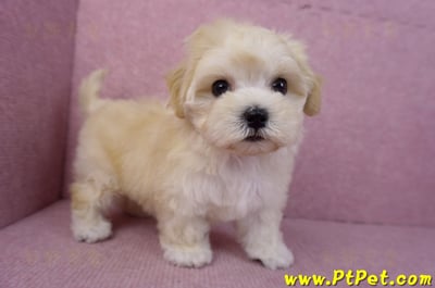 11/23馬爾泰迪母幼犬2號(南投草屯)6