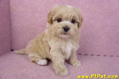 10/18馬爾泰迪公幼犬2號(高雄三民)4