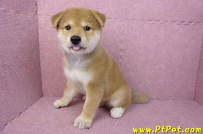 05/07赤色柴犬公幼犬(台南東區)9