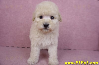 12/06奶油貴賓母幼犬1號(高雄)3