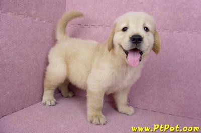 07/18黃金獵犬公幼犬1號(台北內湖)6