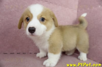 05/09雙色柯基犬公幼犬2號(宜蘭三星)9