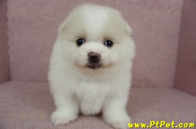 02/11迷你型松鼠白博美母幼犬(屏東市)2