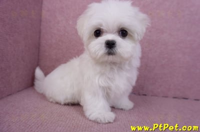 11/20茶杯型馬爾濟斯母幼犬(新北新莊)6