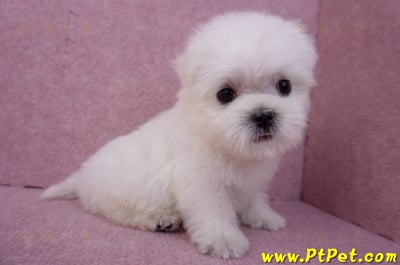 07/26迷你型馬爾濟斯 II 公幼犬1號(台北松山)4