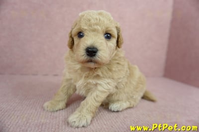 03/12泰迪比熊母幼犬2號(新北三峽)6