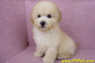 05/12玩具型奶油貴賓公幼犬(桃園中壢)12