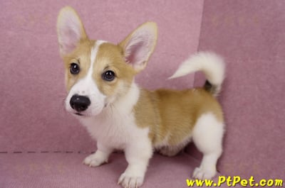 04/28雙色柯基犬公幼犬2號(高雄楠梓)10