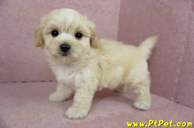 01/10奶油色馬爾泰迪公幼犬2號(花蓮光復)10