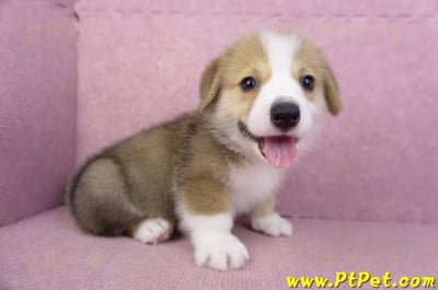 08/29雙色柯基犬公幼犬3