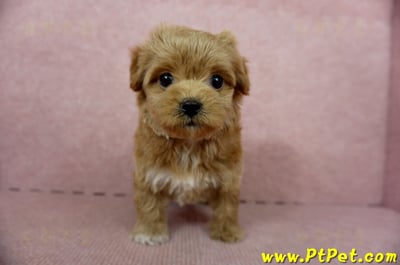 10/25玩具型紅色馬爾泰迪母幼犬(新北土城)2