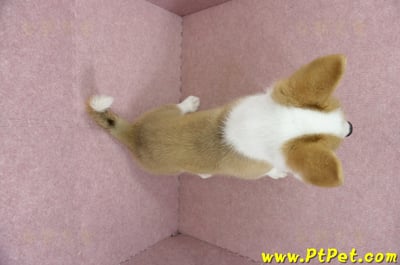 04/14雙色柯基犬母幼犬(台中沙鹿)11