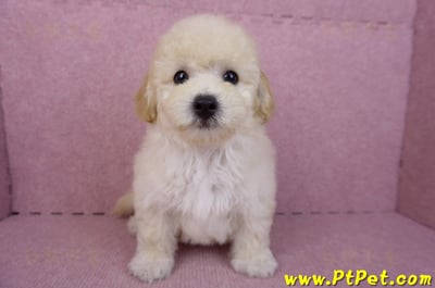 08/14泰迪比熊公幼犬(屏東內埔)3