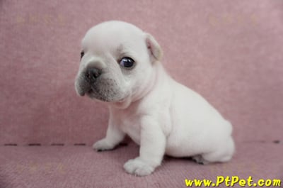 04/18奶白色法國鬥牛公幼犬3號(新竹竹東)5