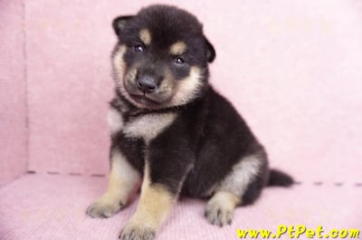 07/05黑色柴犬母幼犬1號(屏東長治)6