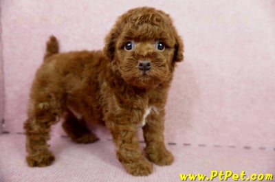 04/15玩具型紅貴賓公幼犬3號(屏東崁頂)4