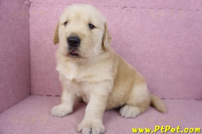 01/10黃金獵犬公幼犬1號8