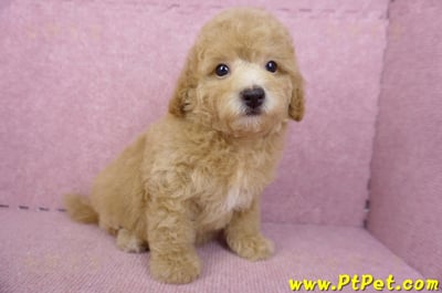08/10泰迪比熊母幼犬(新北新店)4