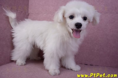 08/11馬爾濟斯公幼犬5