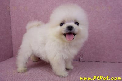 07/23迷你型松鼠白博美公幼犬(新竹香山)5