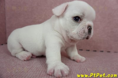 04/18奶白色法國鬥牛公幼犬(新北板橋)3