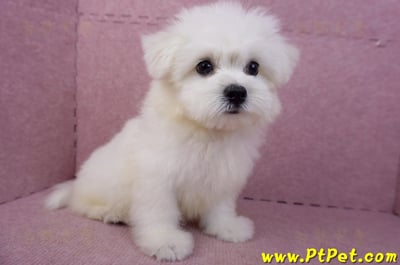 03/20馬爾濟斯公幼犬(新北土城)6