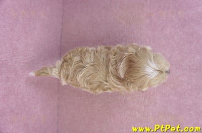 02/20馬爾泰迪公幼犬(嘉義市)14