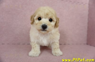 03/12泰迪比熊公幼犬1號(嘉義市)3