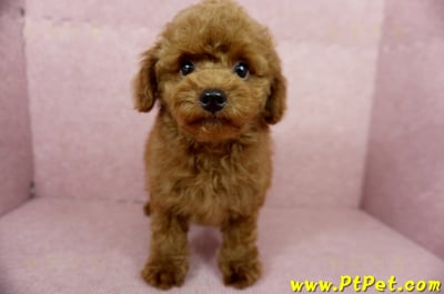 04/15玩具型紅貴賓公幼犬(基隆中山)2