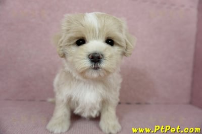 01/15奶油色馬爾泰迪 I 母幼犬(高雄新興)6