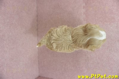 02/07奶油色馬爾泰迪母幼犬(嘉義東區)12