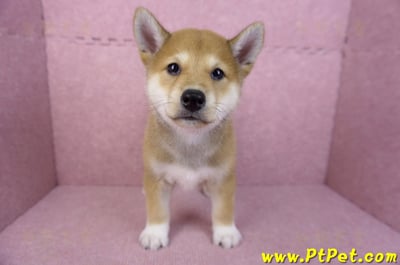 05/24赤色柴犬公幼犬1號1