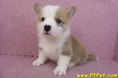 04/16雙色柯基犬公幼犬(高雄茄萣)11