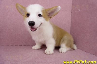 05/09雙色柯基犬母幼犬(台北萬華)11