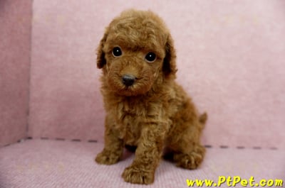 04/15玩具型紅貴賓公幼犬1號(屏東竹田)10