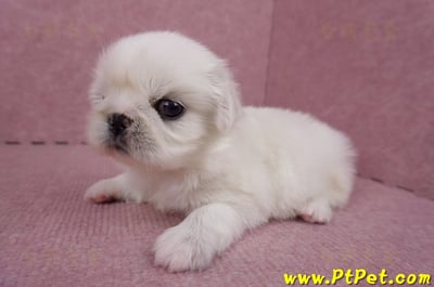 06/19北京狗母幼犬(高雄左營)5