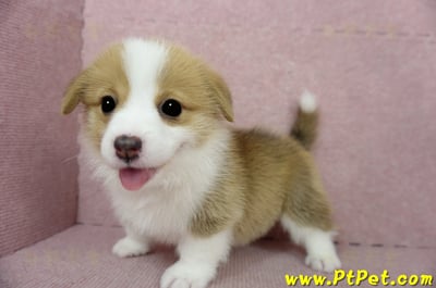 02/09雙色柯基犬母幼犬1號(台南安定)12