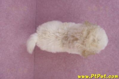 09/23泰迪比熊母幼犬1號(新北樹林)11