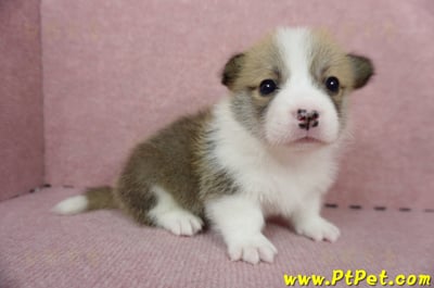 04/28雙色柯基犬公幼犬1號(桃園中壢)4