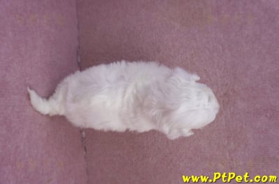 02/14比熊犬母幼犬7