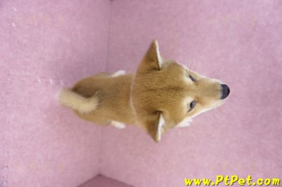 05/24赤色柴犬公幼犬1號11