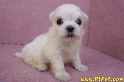 03/20馬爾濟斯母幼犬2號3