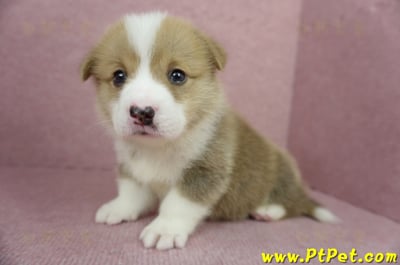 04/13雙色柯基犬公幼犬1號(高雄美濃)7