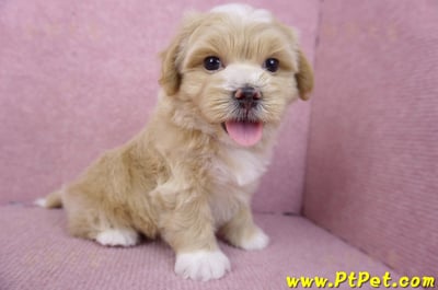 01/30馬爾泰迪公幼犬2號(新竹竹北)7