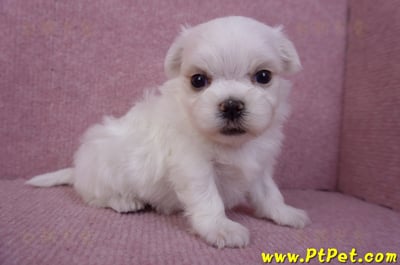 11/20馬爾濟斯公幼犬2號(屏東市)5