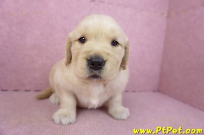 03/12黃金獵犬母幼犬1號2