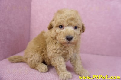 12/06玩具型奶油貴賓公幼犬(高雄左營)4