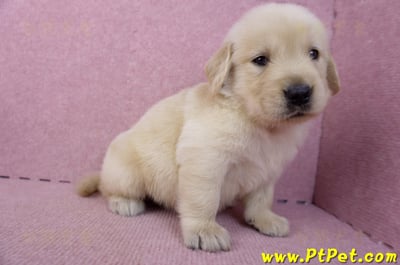 07/18黃金獵犬公幼犬6號(桃園平鎮)7